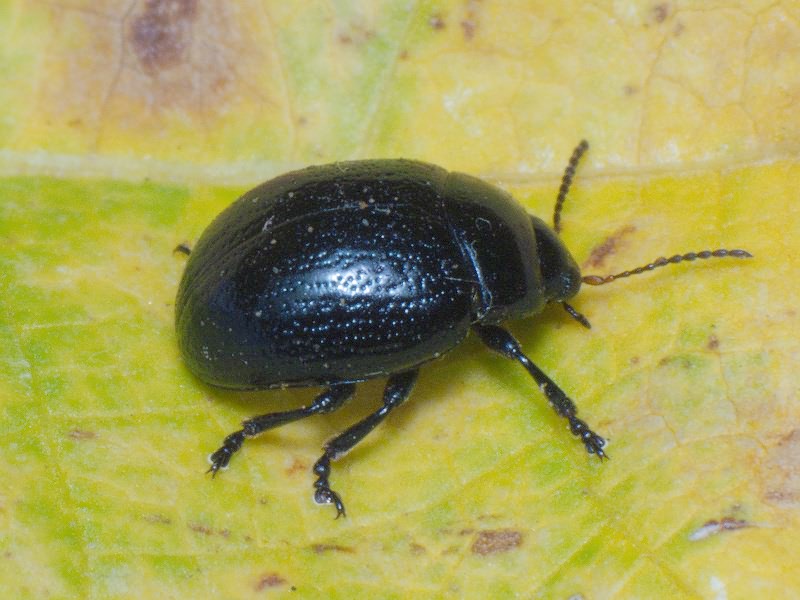 Chrysolina haemoptera (Linnaeus, 1758)